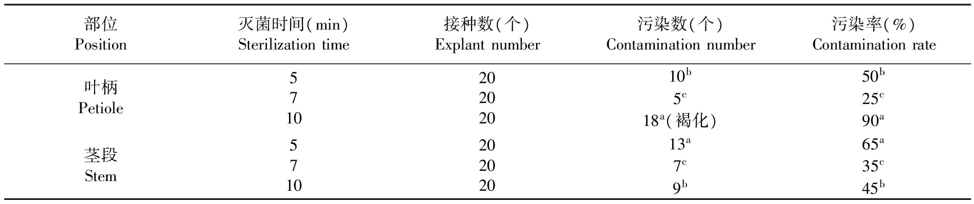 金钻蔓绿绒的精东传媒app下载免费苗繁殖生产技术研究