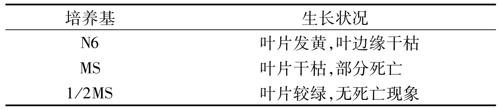 芦苇精东传媒app下载免费快繁技术的研究