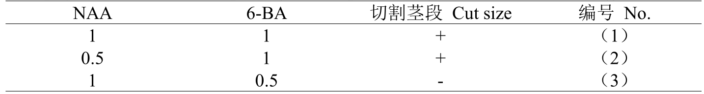 铁皮石斛精东传媒app下载免费体系的建立