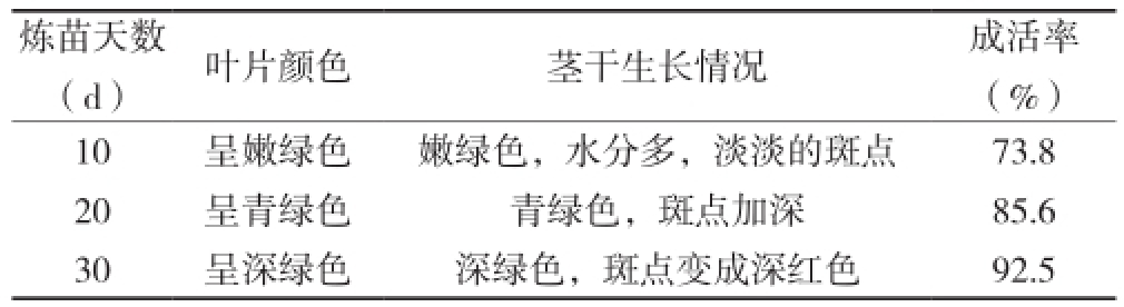 铁皮石斛精东传媒app下载免费苗驯化技术研究