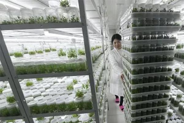 植物精东传媒app下载免费培养室基本原理